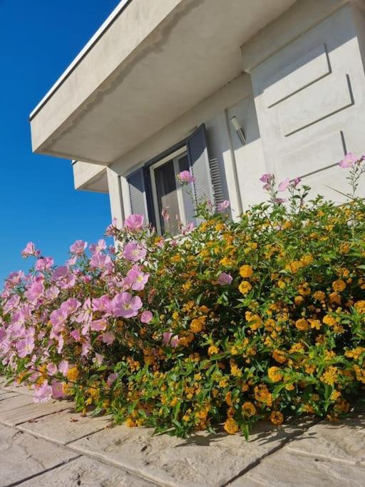 Gramp House Casa Vacanze Cellole Εξωτερικό φωτογραφία